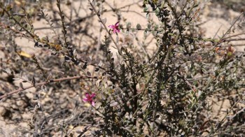 Βάμμα ρατάνια (η ρατάνια του Περού) (Krameria triandra) 50 ml