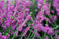Βάμμα άγριο ρείκι (Calluna vulgaris) 50 ml