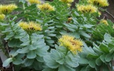 Βάμμα ροδιόλα (Rhodiola rosea) 50 ml Βάμμα ροδιόλα (Rhodiola rosea) 50 ml