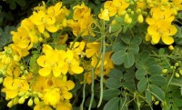 Βάμμα σέννας (Senna angustifolia) 50 ml