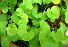 Βάμμα σεντέλλας (Centella Asiatica) 50 ml Βάμμα σεντέλλας (Centella Asiatica) 50 ml