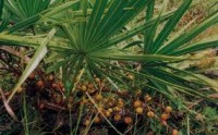 Βάμμα σερενόας (Serenoa repens) 50 ml