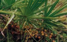 Βάμμα σερενόας (Serenoa repens) 50 ml Βάμμα σερενόας (Serenoa repens) 50 ml