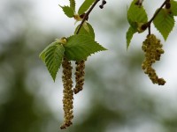 Βάμμα σημύδας (Betula alba) 50 ml