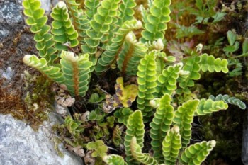 Βάμμα σκορπίδι (Ceterach officinarum) 50 ml Βάμμα σκορπίδι (Ceterach officinarum) 50 ml