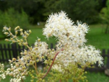 Βάμμα σπειραίας (ή φιλιπενδούλα) (Filipendula ulmaria) 50 ml