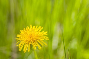 Βάμμα ταραξάκο (Taraxacum officinalis) 50 ml Βάμμα ταραξάκο (Taraxacum officinalis) 50 ml