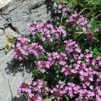 Βάμμα θυμαριού (Thymus serpyllum) 50 ml