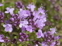 Βάμμα θυμαριού (Thymus vulgaris) 50 ml