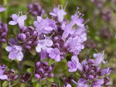 Βάμμα θυμαριού (Thymus vulgaris) 50 ml Βάμμα θυμαριού (Thymus vulgaris) 50 ml