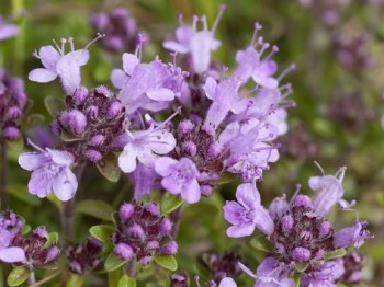 Βάμμα θυμαριού (Thymus vulgaris) 50 ml Βάμμα θυμαριού (Thymus vulgaris) 50 ml