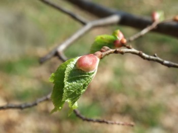 Βάμμα τίλιου (Tilia platyphyllos) 50 ml Βάμμα τίλιου (Tilia platyphyllos) 50 ml