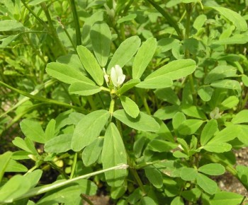 Βάμμα τριγωνέλλας (Foenum graecum) 50 ml