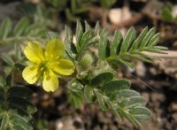 Βάμμα τριβόλι (Tribulus terrestris) 50 ml