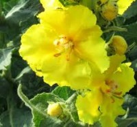 Βάμμα βερμπάσκο ή φλόμος (Verbascum thapsiforme) 50 ml