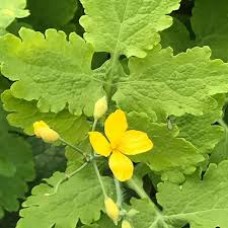 Βάμμα χελιδόνιου (Chelidonium majus) 50 ml Βάμμα χελιδόνιου (Chelidonium majus) 50 ml