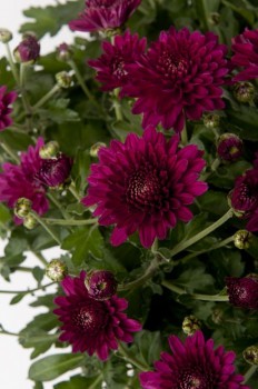 Βάμμα χρυσάνθεμου (Chrysanthellum americanum) 50 ml