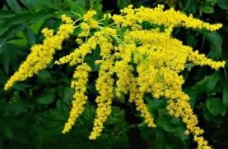 Βάμμα χρυσόβεργας (Solidago virga aurea) 50 ml